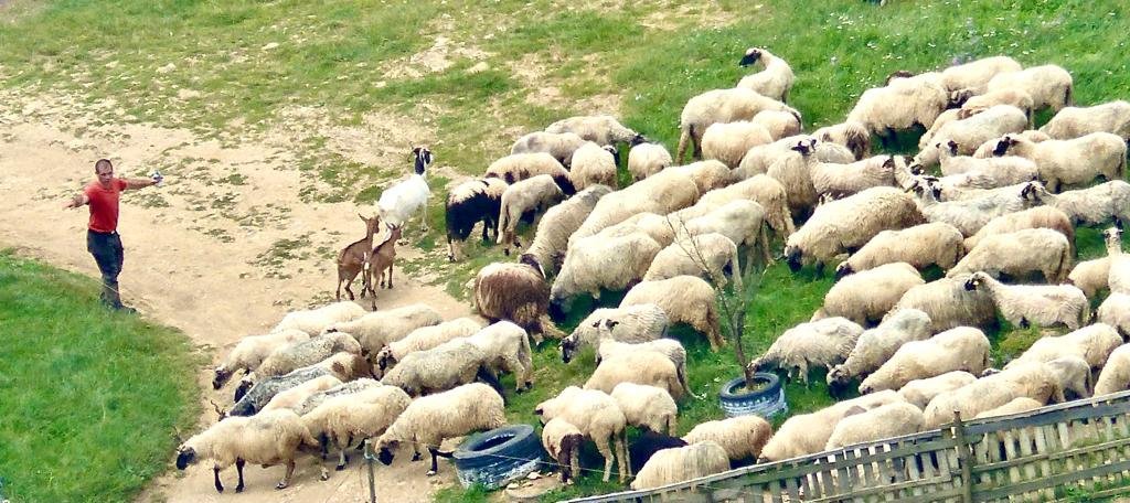 Herding sheep. The view from the top of the pyramid.